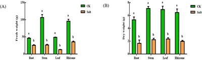 Physiological and molecular mechanism of ginger (Zingiber officinale Roscoe) seedling response to salt stress